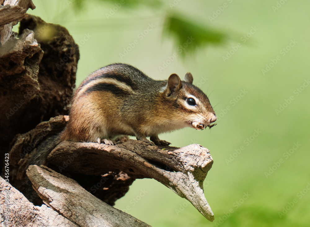 Fototapeta premium Chipmunk on a tree