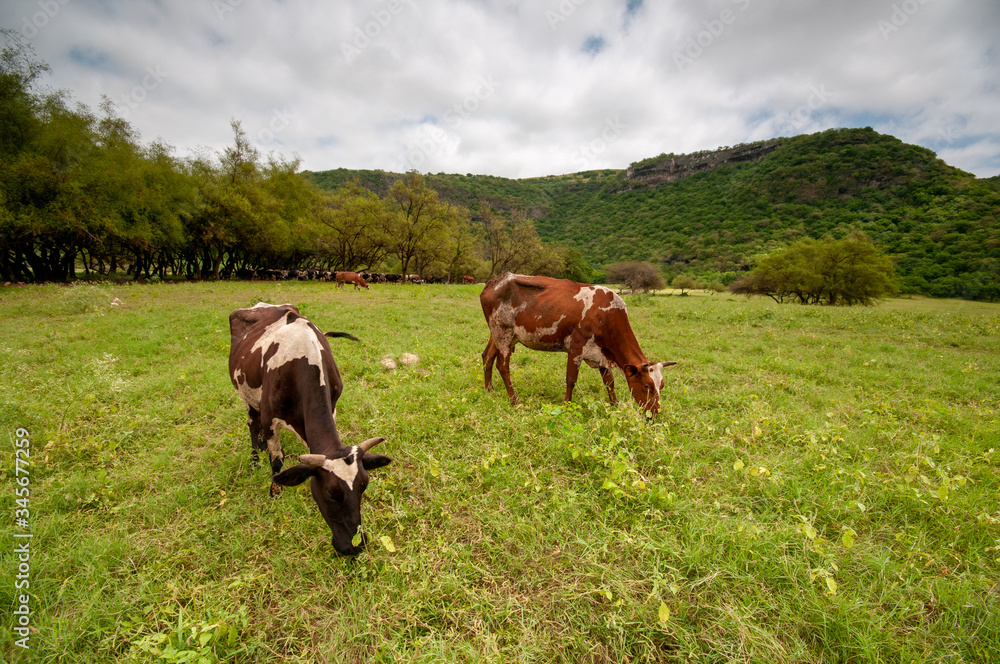 Cows on green plains in Salalah, Oman