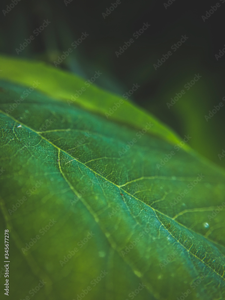 close up of a leaf close up of a leaf
