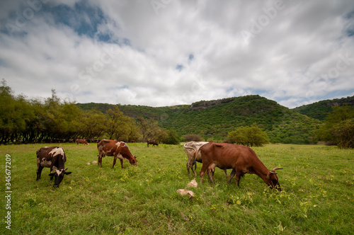 Cows on green plains in Salalah  Oman