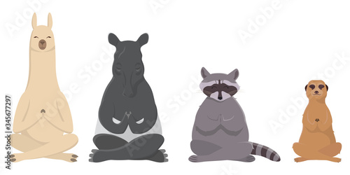 Animals doing yoga. Llama, tapir, raccoon and meerkat in cartoon style.