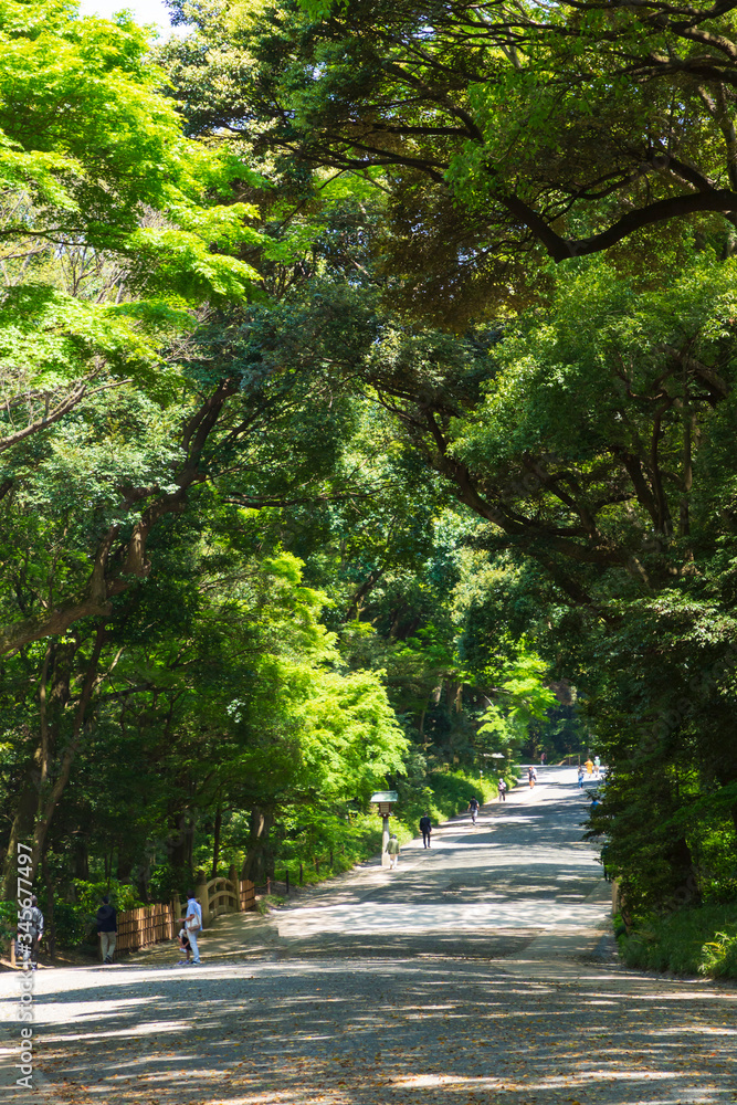 明治神宮参道