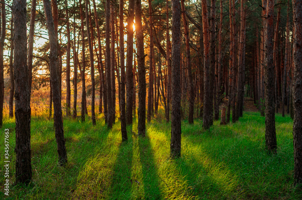 Spring green pine forest at sunset time. Spring green pine forest at sunset time.
