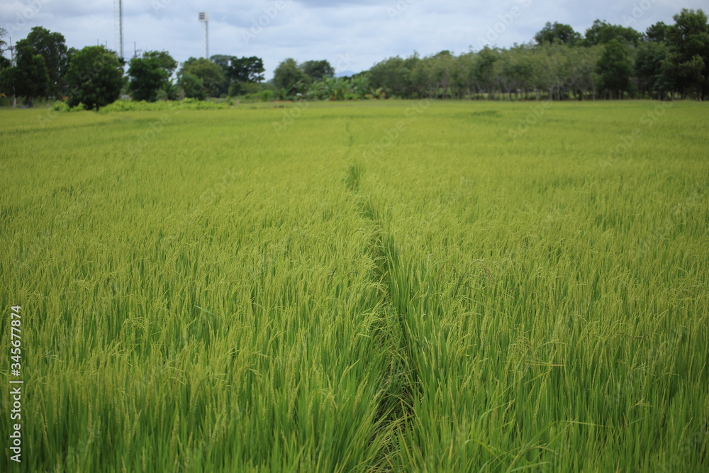 Obraz premium Rice fields in Rayong at Thailand