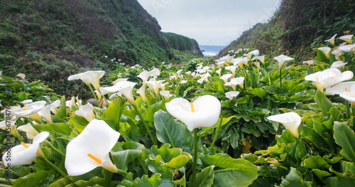 Bild auf Leinwand Calla Lily Valley at Garrapata State Park (Big Sur)