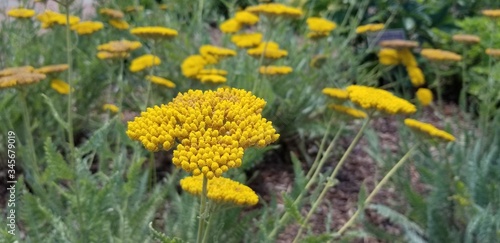 flat-top flower