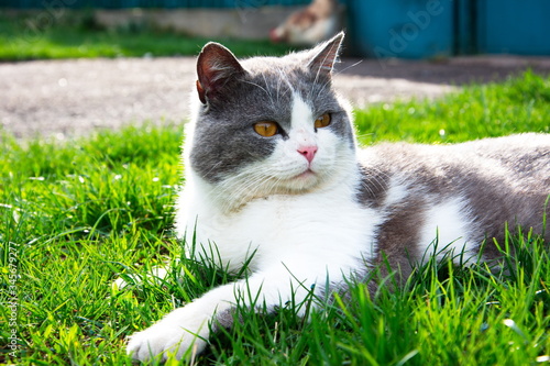 Foto My cats Tom and 
jessie