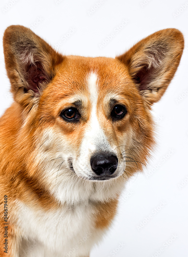 welsh corgi dog looking at the camera with big eyes on a white background welsh corgi dog looking at the camera with big eyes on a white background