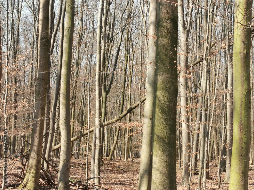 Obraz premium trees in the forest