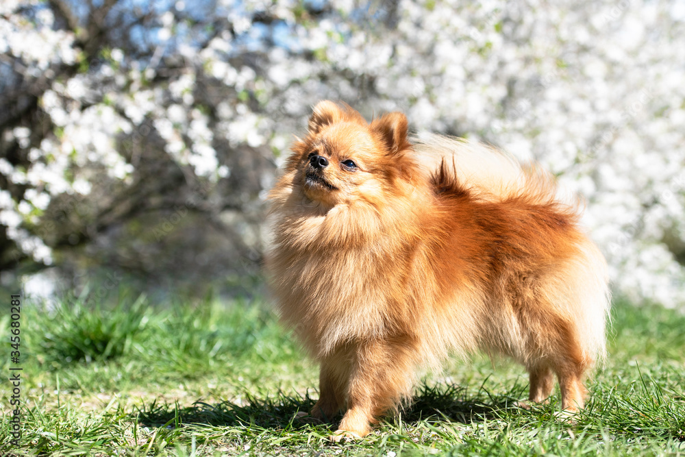 Pomeranian spitz dog, pretty little dog, in spring natural background. Spitz posing in blossom nature background Pomeranian spitz dog, pretty little dog, in spring natural background. Spitz posing in blossom nature background