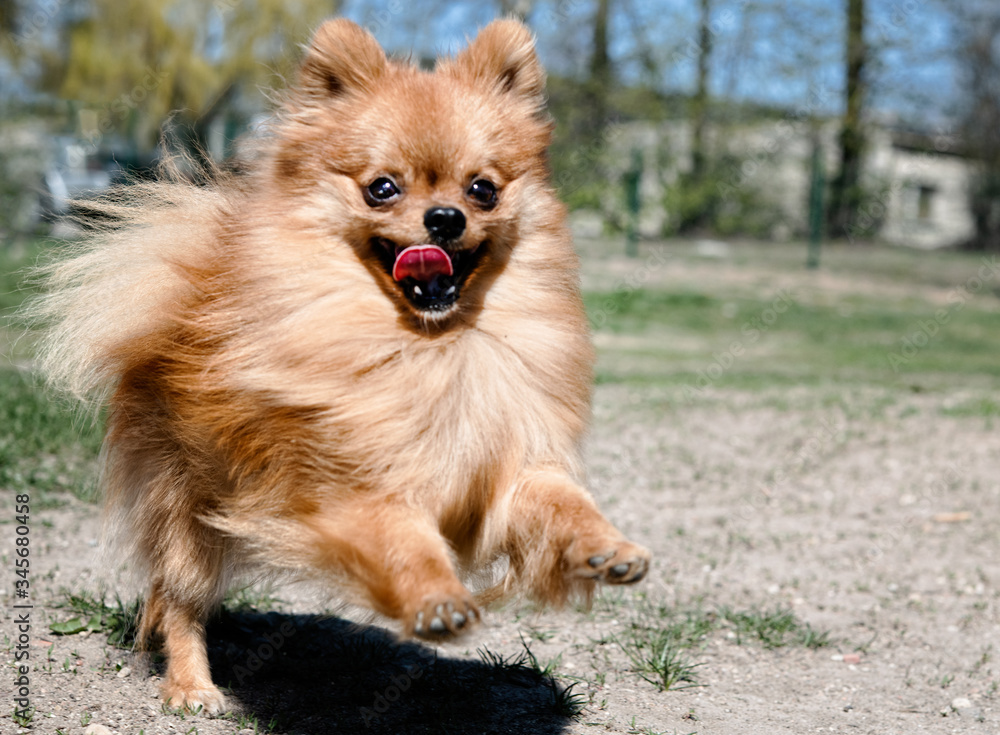 Pomeranian spitz dog, pretty little dog, in spring natural background. Spitz posing in blossom nature background