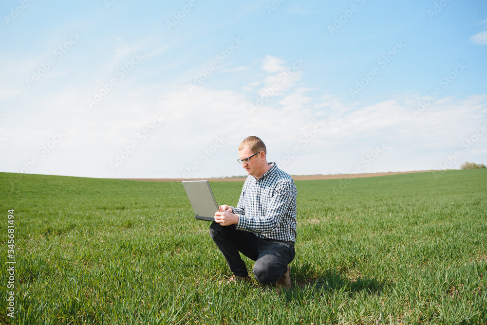 farmer standing in young wheat field examining crop and looking at laptop. farmer standing in young wheat field examining crop and looking at laptop.
