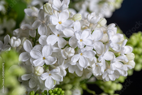 The bouqet of blooming white lilac