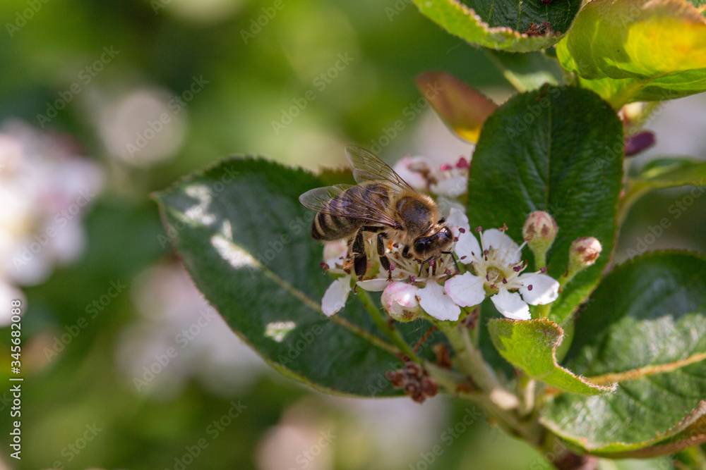 Bee pollinating the flowers of blooming black chokeberry Bee pollinating the flowers of blooming black chokeberry