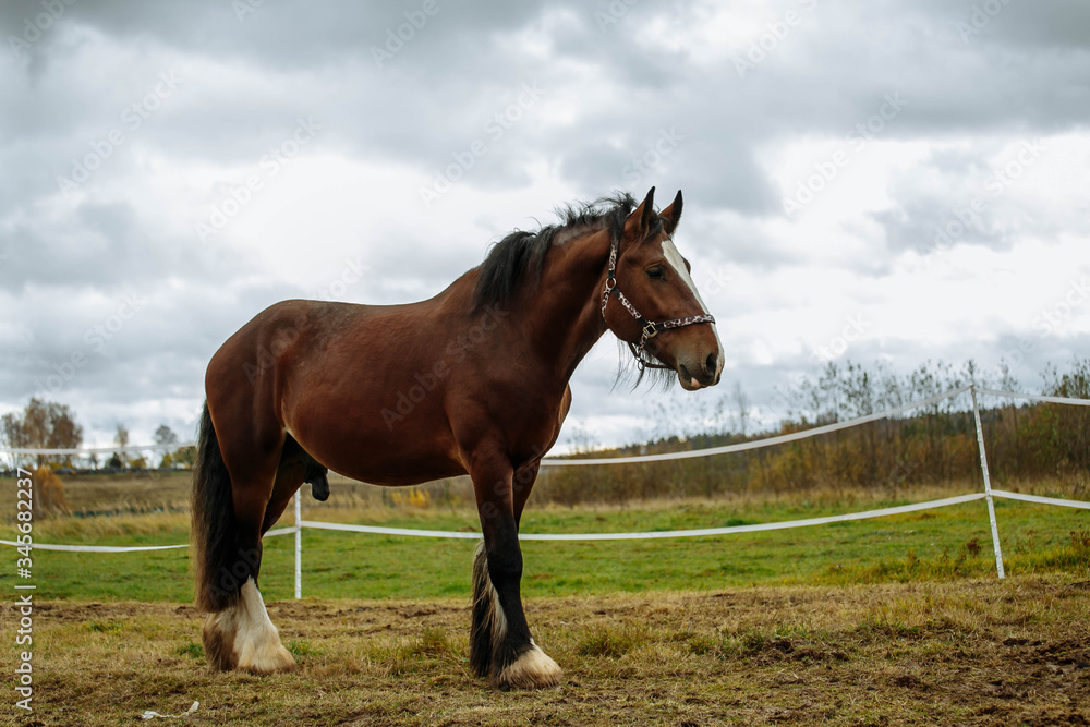Brown shire horse grazing near the stable Brown shire horse grazing near the stable