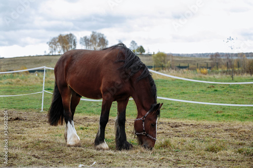 Brown shire horse grazing near the stable 