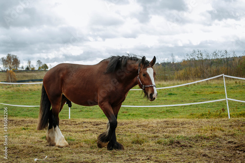 Brown shire horse grazing near the stable 