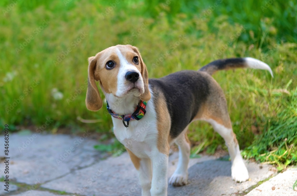 Six month old Beagle puppy on a walk in the garden Six month old Beagle puppy on a walk in the garden
