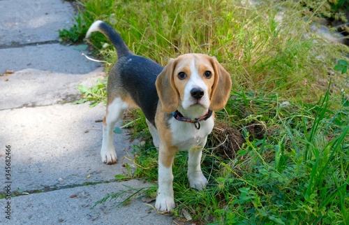Six month old Beagle puppy on a walk in the garden 