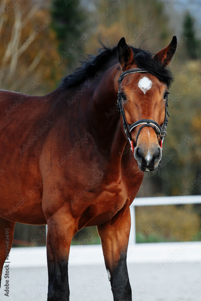 Fototapeta premium Beautiful sport brown horse running in the paddock. Portrait of chestnut stallion horse galloping in big paddock 