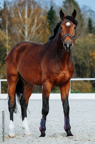 Beautiful sport brown horse running in the paddock. Portrait of chestnut stallion horse galloping in big paddock 