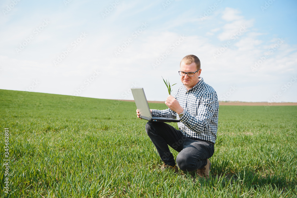 Man farmer working on a laptop in the field. Agronomist examines the green sprout winter wheat. Man farmer working on a laptop in the field. Agronomist examines the green sprout winter wheat.