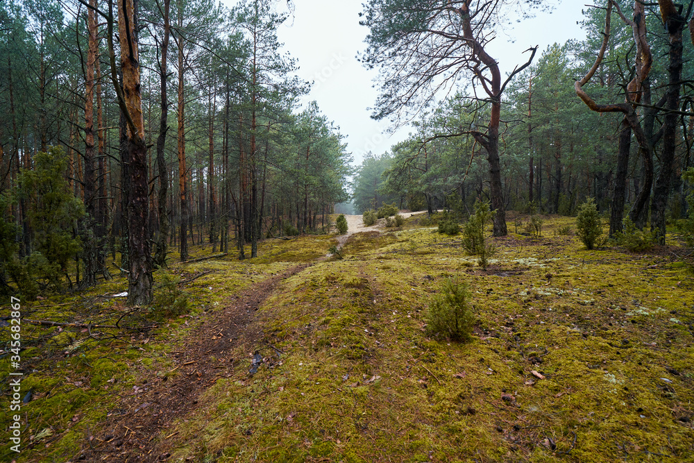 sandy path in the green spring forest sandy path in the green spring forest