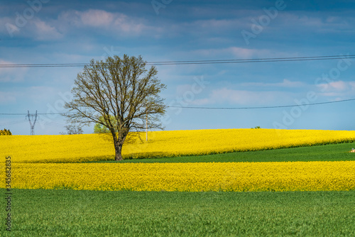 Rapeseed field in spring with isolated tree
