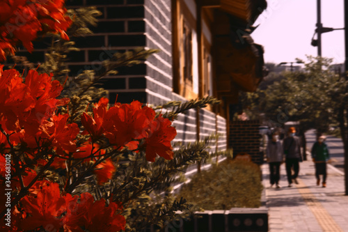 flower on the street in Korea traditional house village