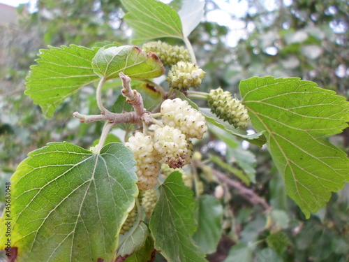 Berries in the spring