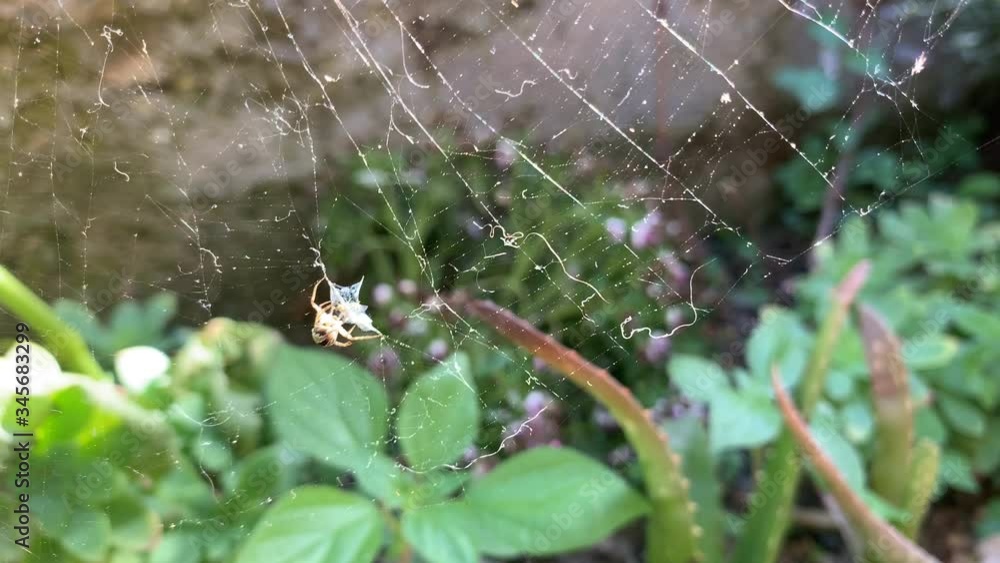 cobweb with a small spider in a backlight shot in a mediterranean garden cobweb with a small spider in a backlight shot in a mediterranean garden