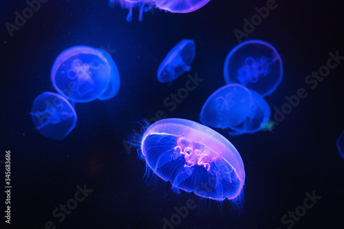 Beautiful jellyfishes or medusa in blue neon light. Dark aquarium background.