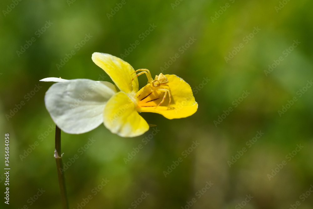 Little spider on wild pansy flower wait for a prey. Crab spider hiding and hunting on flower Little spider on wild pansy flower wait for a prey. Crab spider hiding and hunting on flower