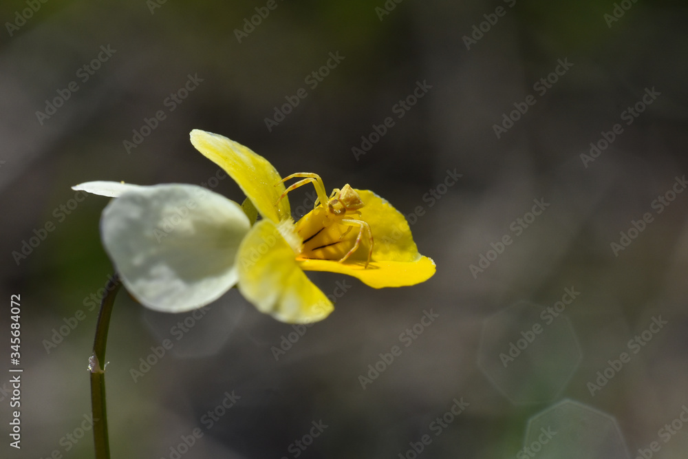 Fototapeta premium Little spider on wild pansy flower wait for a prey. Crab spider hiding and hunting on flower