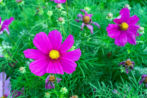 Purple cosmos flowers in the summer garden.