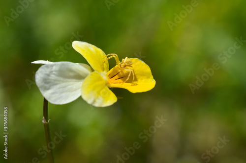 Little spider on wild pansy flower wait for a prey. Crab spider hiding and hunting on flower
