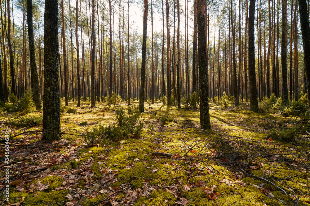 rays of light between trees in the spring forest