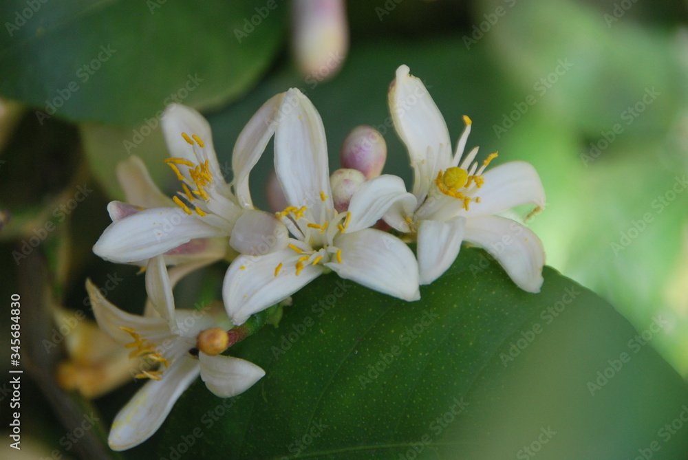 Fototapeta premium Fleurs de citronnier