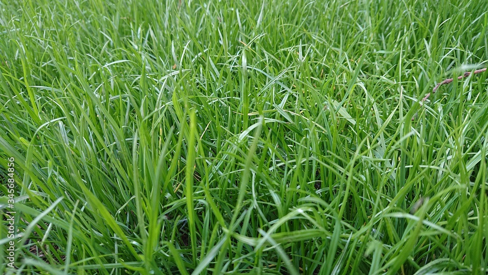green grass background green grass background