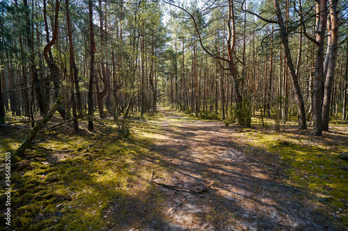 beautiful road in the green spring forest