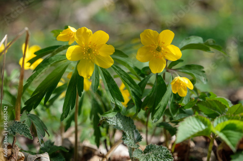 Gelbes Windröschen (lat.: Anemone ranunculoides) photo