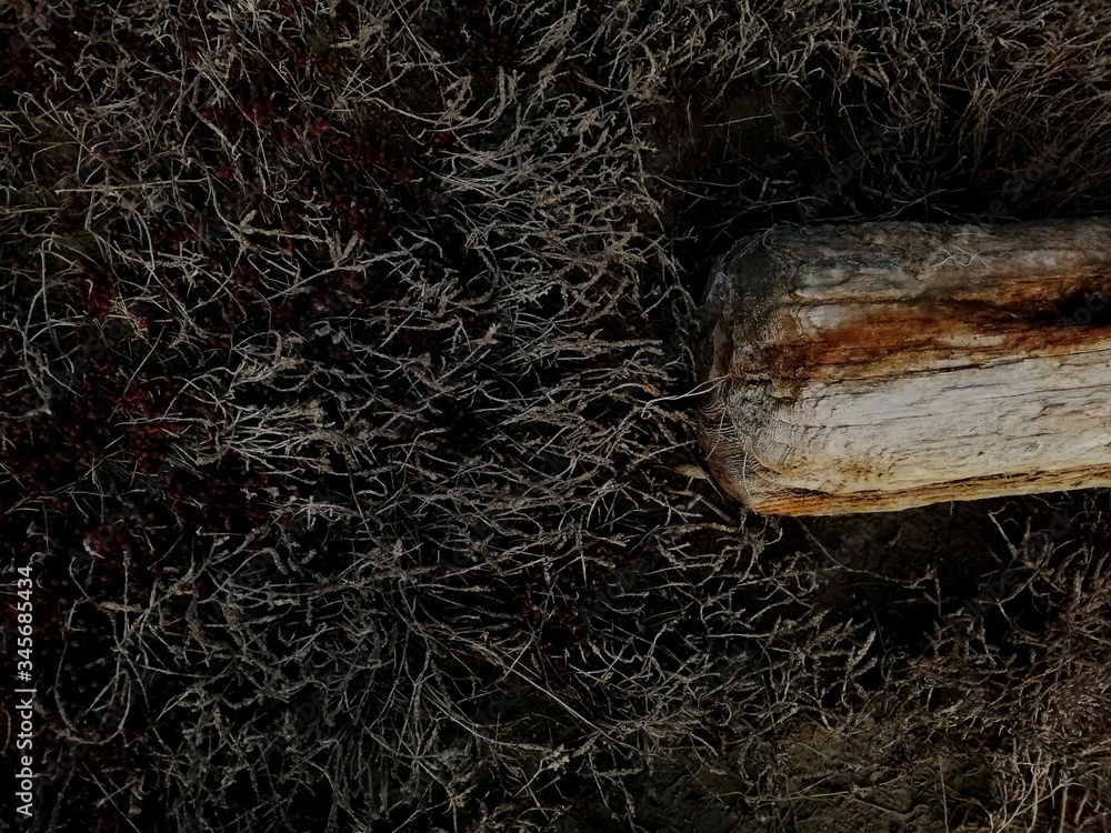 Obraz premium old wood texture