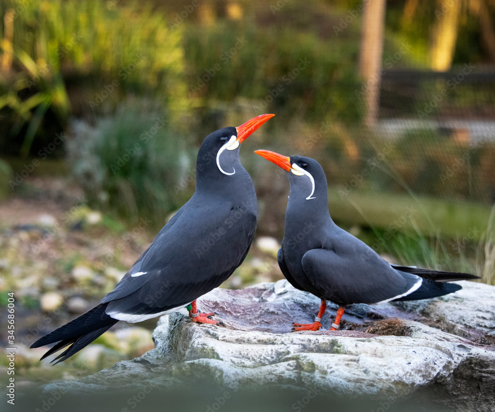 Obraz premium Inca Tern