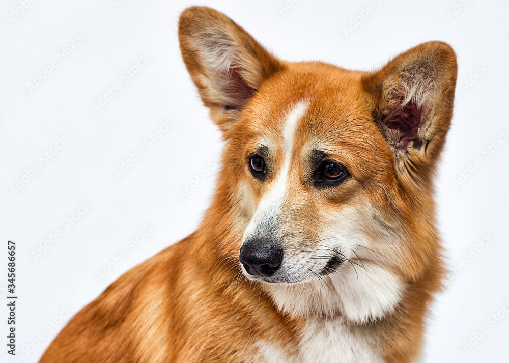 welsh corgi dog looking sideways on a white background