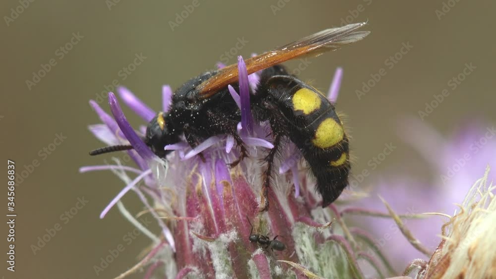 Cicada killer, Sphecius speciosus in family Crabronidae or cicada hawk, is large digger wasp species, sitting on bud of wild flower of thistle plant. Macro view Insect in wildlife Cicada killer, Sphecius speciosus in family Crabronidae or cicada hawk, is large digger wasp species, sitting on bud of wild flower of thistle plant. Macro view Insect in wildlife