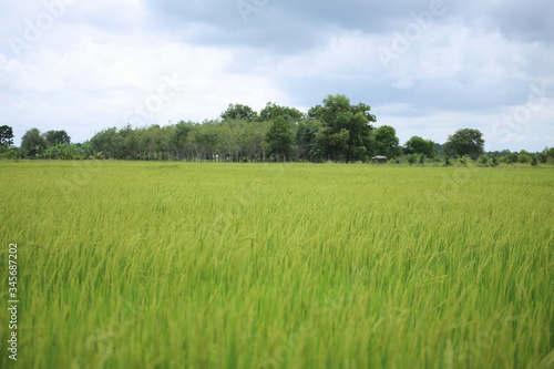 Rice fields in Rayong at Thailand