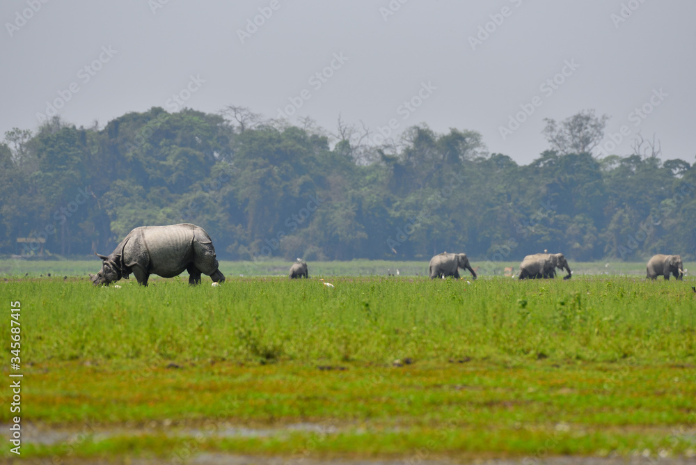 Buffalo in the field Buffalo in the field