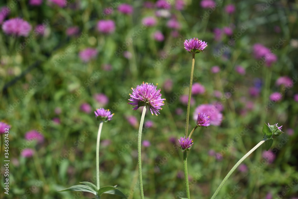 Fototapeta premium purple allium