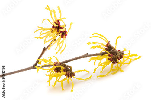 Hamamelis virginiana flowers photo