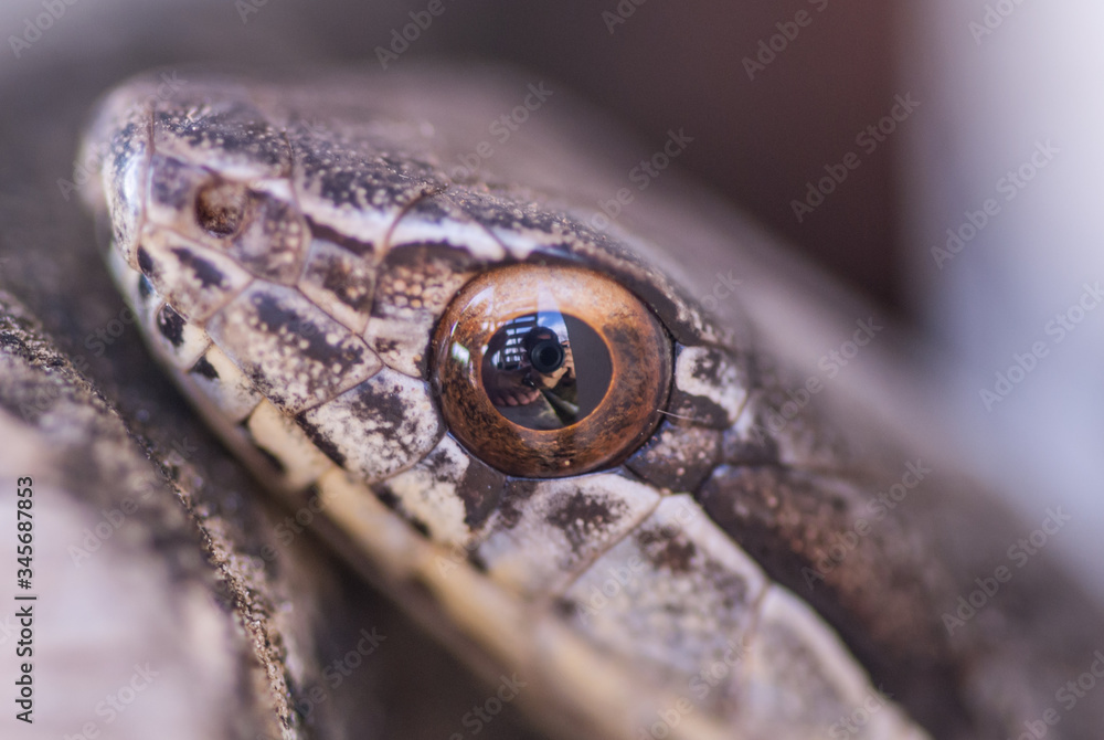 Fototapeta premium A selective focus shot of a Cayman racer snake which deliberately shows the photographer as a reflection in its eye. Snake eyes watching you.